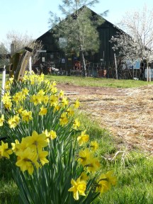 Spring daffodils